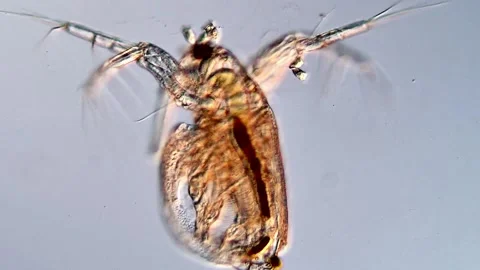 Water Fleas under microscopy view Vídeos de archivo 317005928