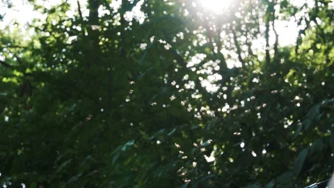 Water Flies In The Sunset Stock Footage 96164843