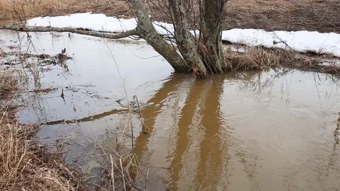 Water flooded a tree by the river in springtime. Stock Footage 129775598