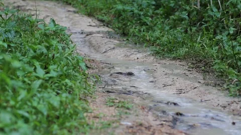 Water flow after rain Stock Footage 56890977