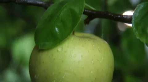 Water flow on a apple Video stock 562895