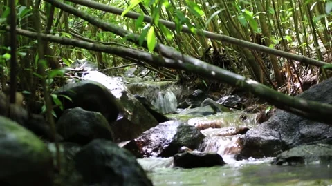 Water flow in bambu forest Stock Footage 166805465