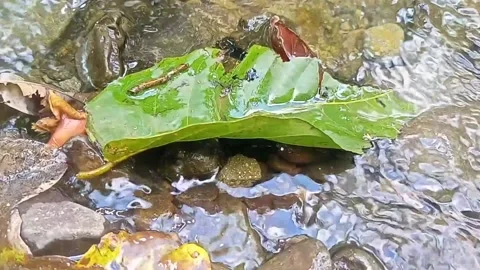 Water flow in the countryside 40 Stock Footage 213420232
