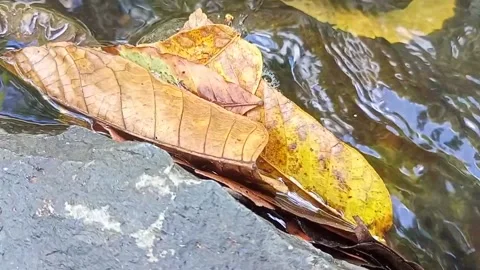 Water flow in the countryside 57 Stock Footage 213416871