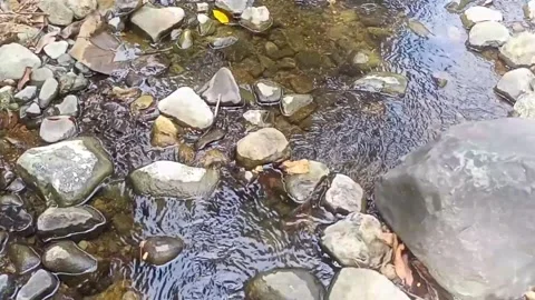 Water flow in the countryside 6 Stock Footage 213460575