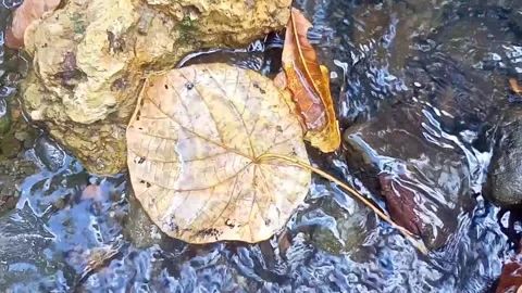 Water flow in the countryside 64 Video stock 213416460