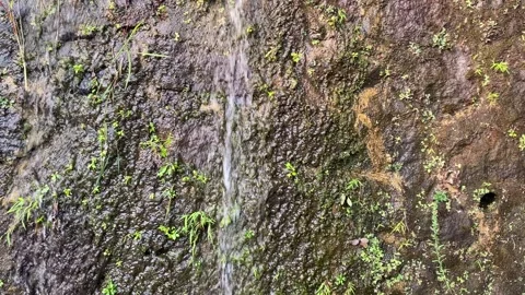 Water flow on the damp mossy wall Video stock 295495741