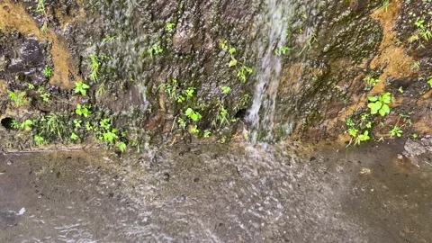 Water flow on the damp mossy wall Video stock 295495953