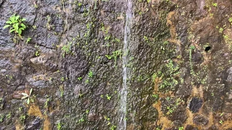 Water flow on the damp mossy wall Stock Footage 295495973