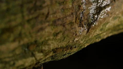 Water Flow Down by Mossy Stone Light Reflection in Pure Water Drop Preservation Stock Footage 71641910