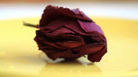 The water flow on the dry red rose Stock Footage 10775414
