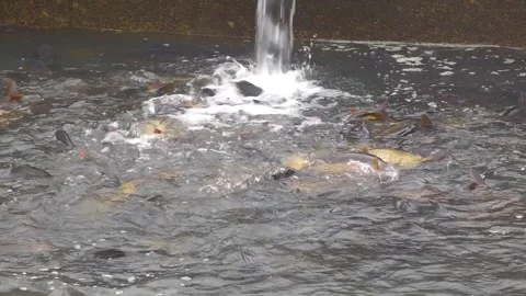 Water Flow During Traditional Carp Pond Harvest Video stock 344256551