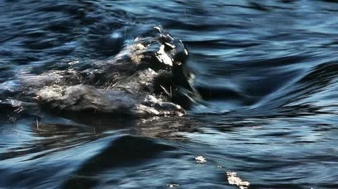 Water flow Stock Footage 20502877