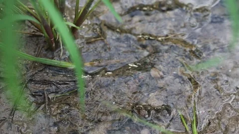 Water flow Stock Footage 147904703
