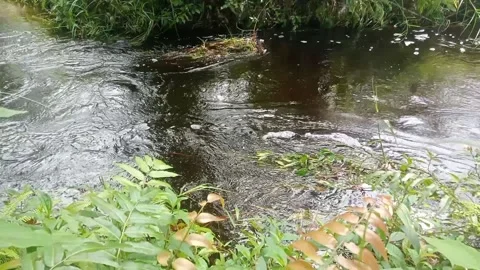 Water flow Stock Footage 213533636