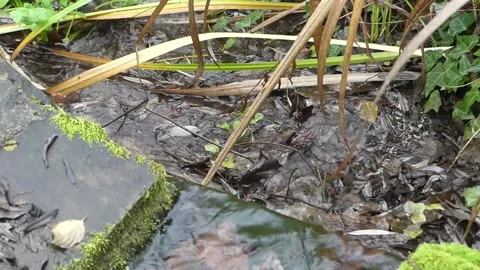 Water flow Stock Footage 229533650