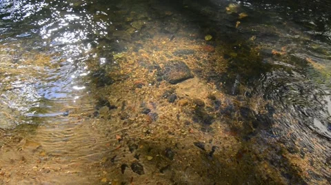 Water flow in a forest stream Stock Footage 55262512