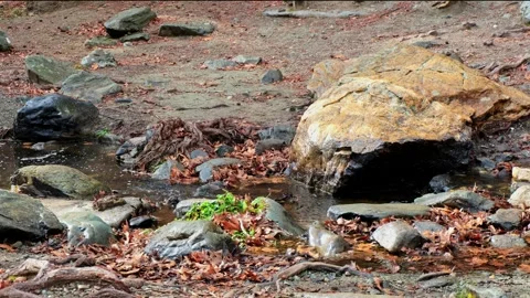 WATER FLOW IN FOREST STREAM WATER AND ROCKS Video stock 314308085