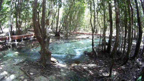 Water flow in the forest in Thailand Stock Footage 246591209
