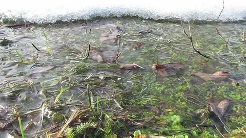 Water flow on green grass spring melts ice Video stock 149377870