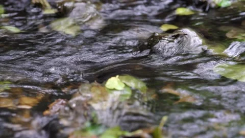 Water flow in the lake Stock Footage 249411275