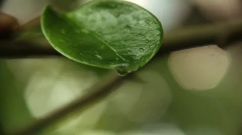Water flow on a leaf Video stock 559040