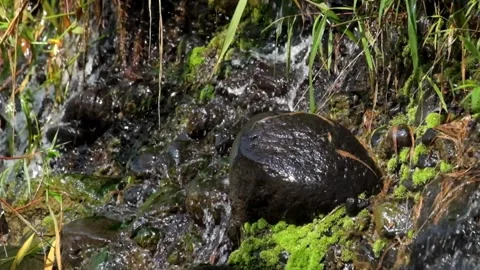 Water flow from mountain spring surrounded by green grass falling on rocks Stock-Footage 319887098