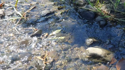 Water flow movement in irrigation Stock Footage 303141173