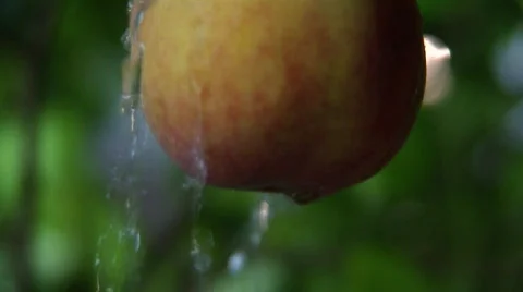 Water flow on a peach Video stock 558975