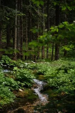 Water flow in the pine forest 库存照片