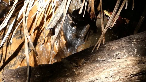 Water Flow by Plants Stock Footage 114804836