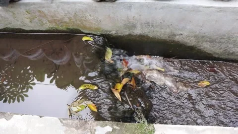 Water flow polluted by garbage Stock Footage 274996791