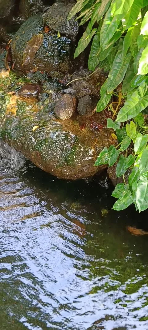 Water flow to the pond Stock Footage 236958052