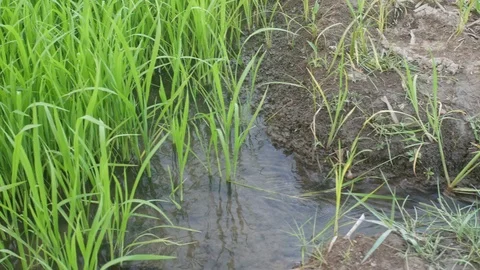 Water flow in to the rice field Stock Footage 85700204