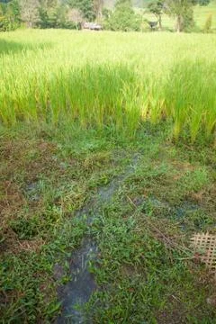 Water flow into rice fields Stock Photos