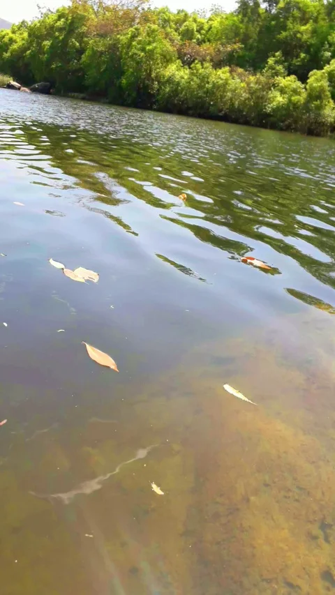 Water flow in a river with green trees beside Video stock 127622650