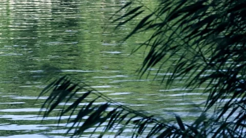 Water flow - river surface - reeds at the water's edge - ripples 動画素材 258112276