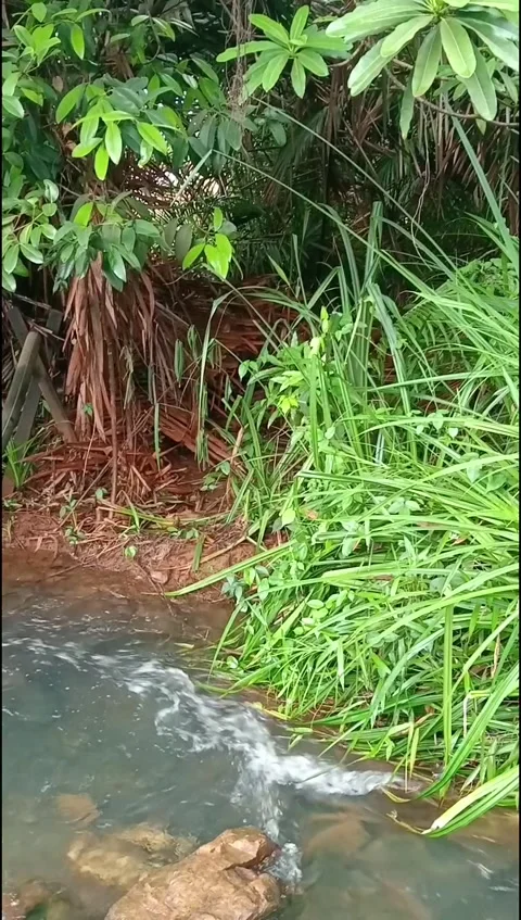 Water flow through swamp plants in Raja Ampat Papua Indonesia Stock Footage 285835779