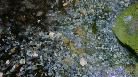 Water flow with a transparent bottom in the forest Stock Footage 142074177
