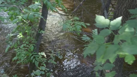 Water flow in wooded area. Camera follows direction of water flow. Video stock 280743894