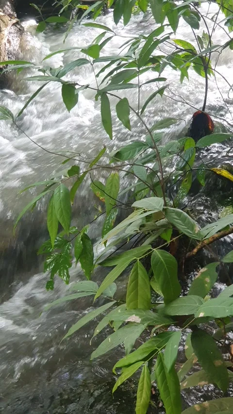 The water flowed swiftly between the trees and green leaves Stock Footage 329958652