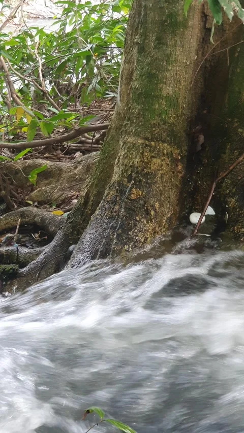 The water flowed swiftly between the trees and green leaves Stock Footage 329958654
