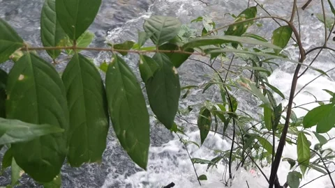 The water flowed swiftly between the trees and green leaves Stock Footage 329958655