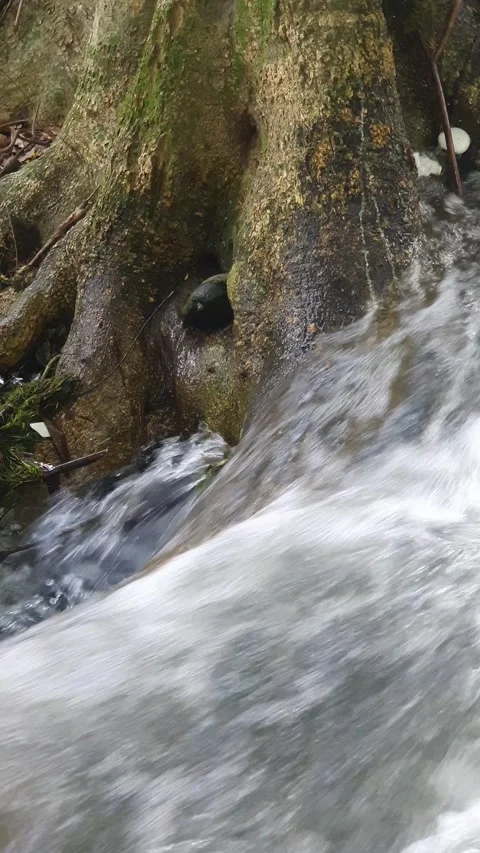 The water flowed swiftly between the trees and green leaves Video stock 329958760
