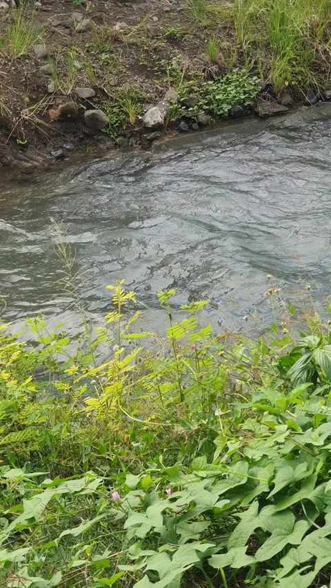 The water flowed swiftly between the trees and green leaves Stock Footage 329958763