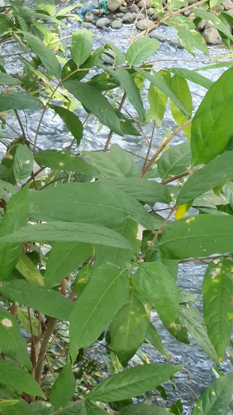 The water flowed swiftly between the trees and green leaves Stock Footage 329958802