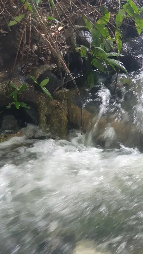 The water flowed swiftly between the trees and green leaves Stock Footage 329958886