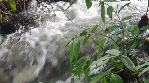 The water flowed swiftly between the trees and green leaves Video stock 329958917