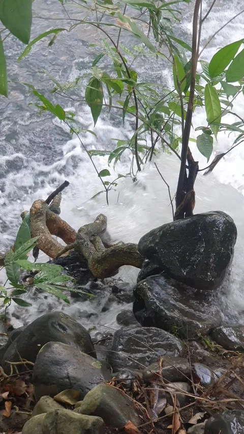 The water flowed swiftly between the trees and green leaves Video stock 329958967