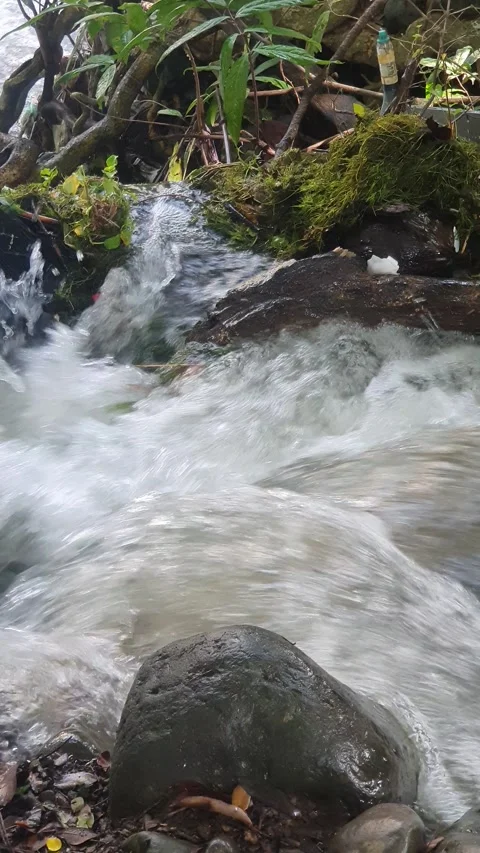 The water flowed swiftly between the trees and green leaves Stock Footage 329959047